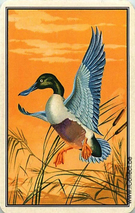 Single Swap Playing Cards Animal Duck (PS21-23D)