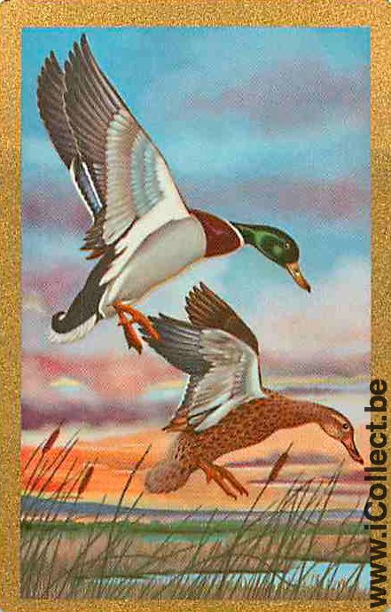 Single Swap Playing Cards Animal Duck (PS10-11G)