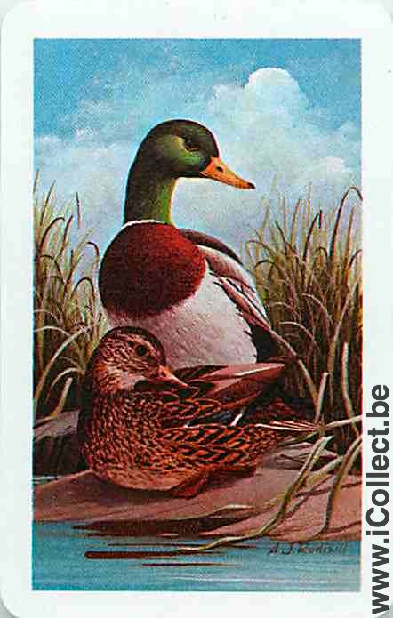 Single Swap Playing Cards Animal Ducks (PS10-13D)