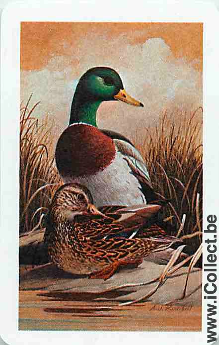 Single Swap Playing Cards Animal Duck (PS10-13E)