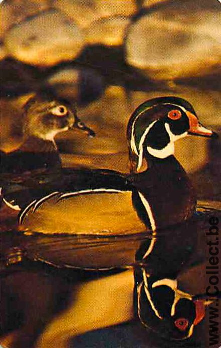 Single Swap Playing Cards Animal Duck (PS10-15E)