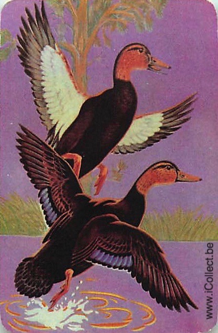 Single Swap Playing Cards Animal Ducks (PS21-24I)