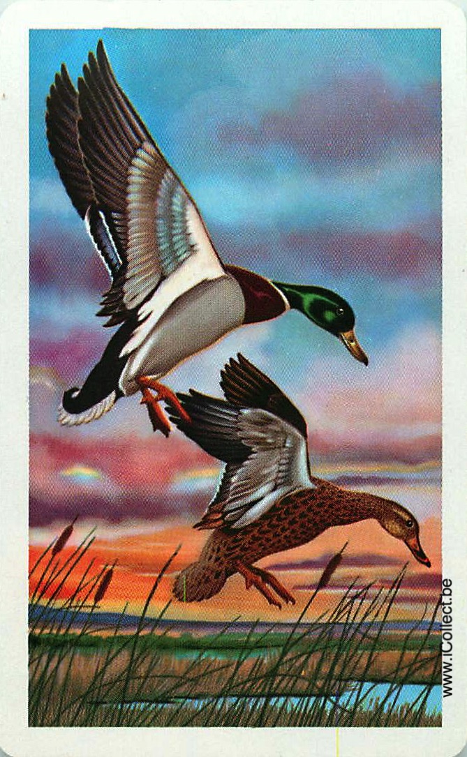 Single Swap Playing Cards Animal Ducks (PS20-40H)