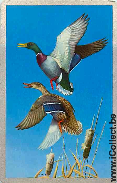 Single Swap Playing Cards Animal Duck (PS10-11B)