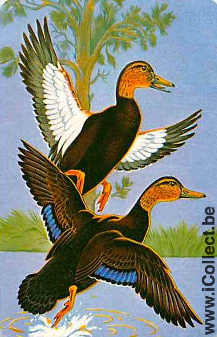 Single Swap Playing Cards Animal Ducks (PS10-12E)