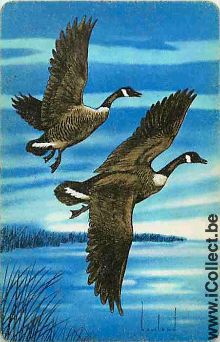 Single Swap Playing Cards Animal Duck (PS10-13A)