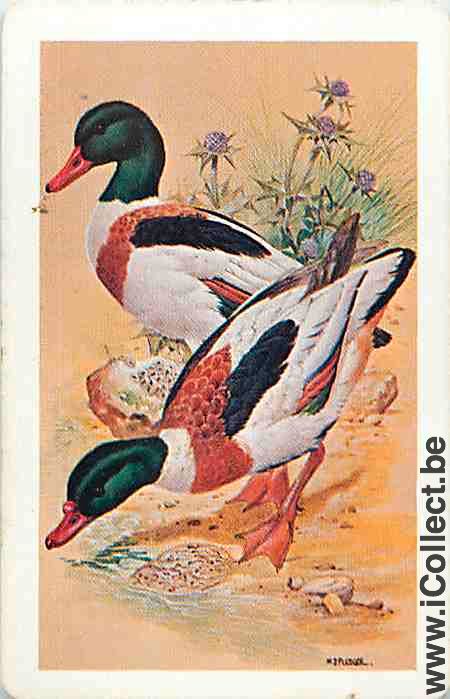 Single Swap Playing Cards Animal Duck (PS10-16E)