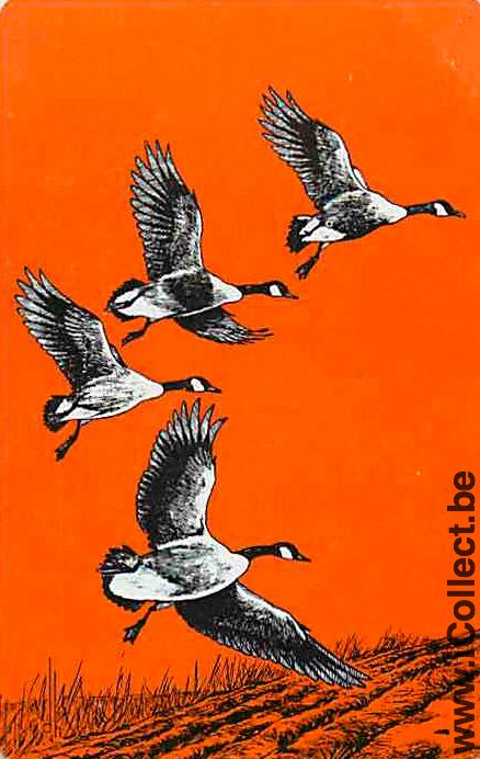 Single Swap Playing Cards Animal Duck (PS10-11E)