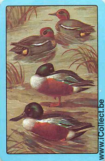 Single Swap Playing Cards Animal Duck (PS10-11F)