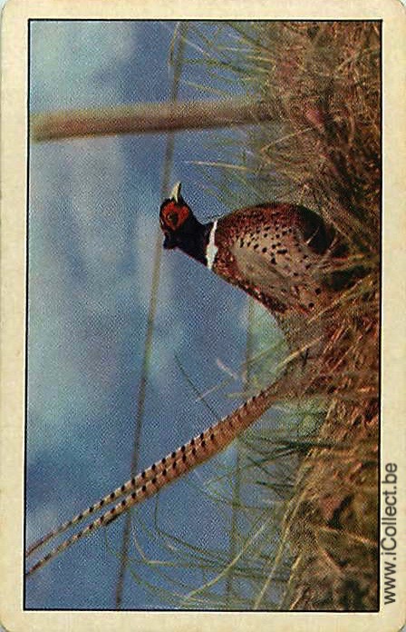 Single Swap Playing Cards Bird Pheasant (PS20-56E)