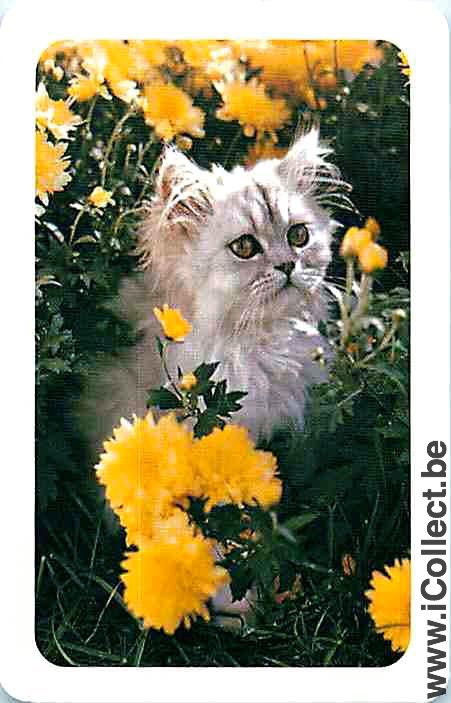 Single Swap Playing Cards Animal Cat Head (PS02-34I) - Click Image to Close