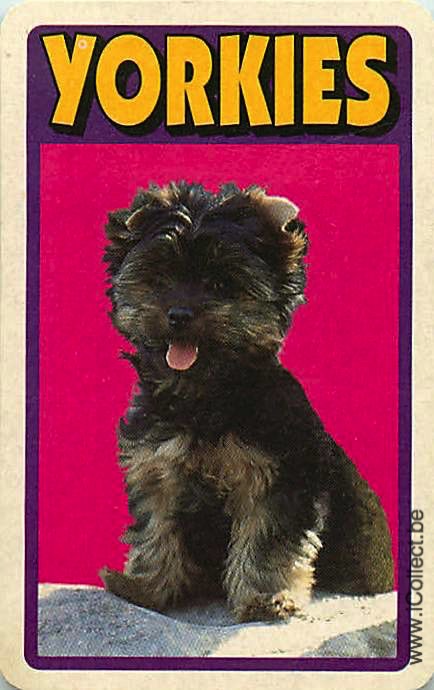 Single Swap Playing Cards Dog Yorkies (PS21-50F)