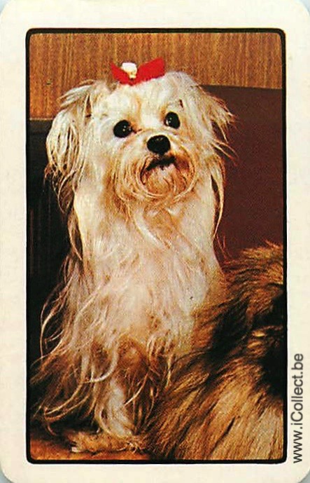 Single Swap Playing Cards Dog Yorkies (PS21-51C)