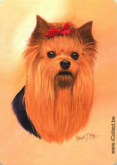 Single Swap Playing Cards Dog Yorkies (PS21-52C)